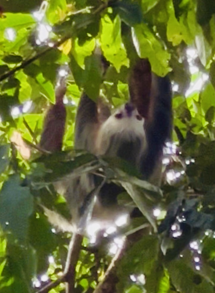 Faultier Symbol von Costa Rica