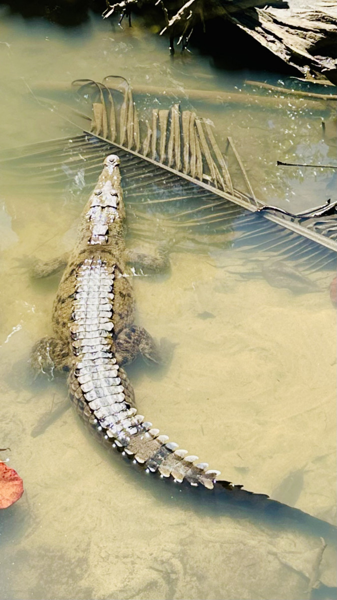 Krokodil - Isla Parida