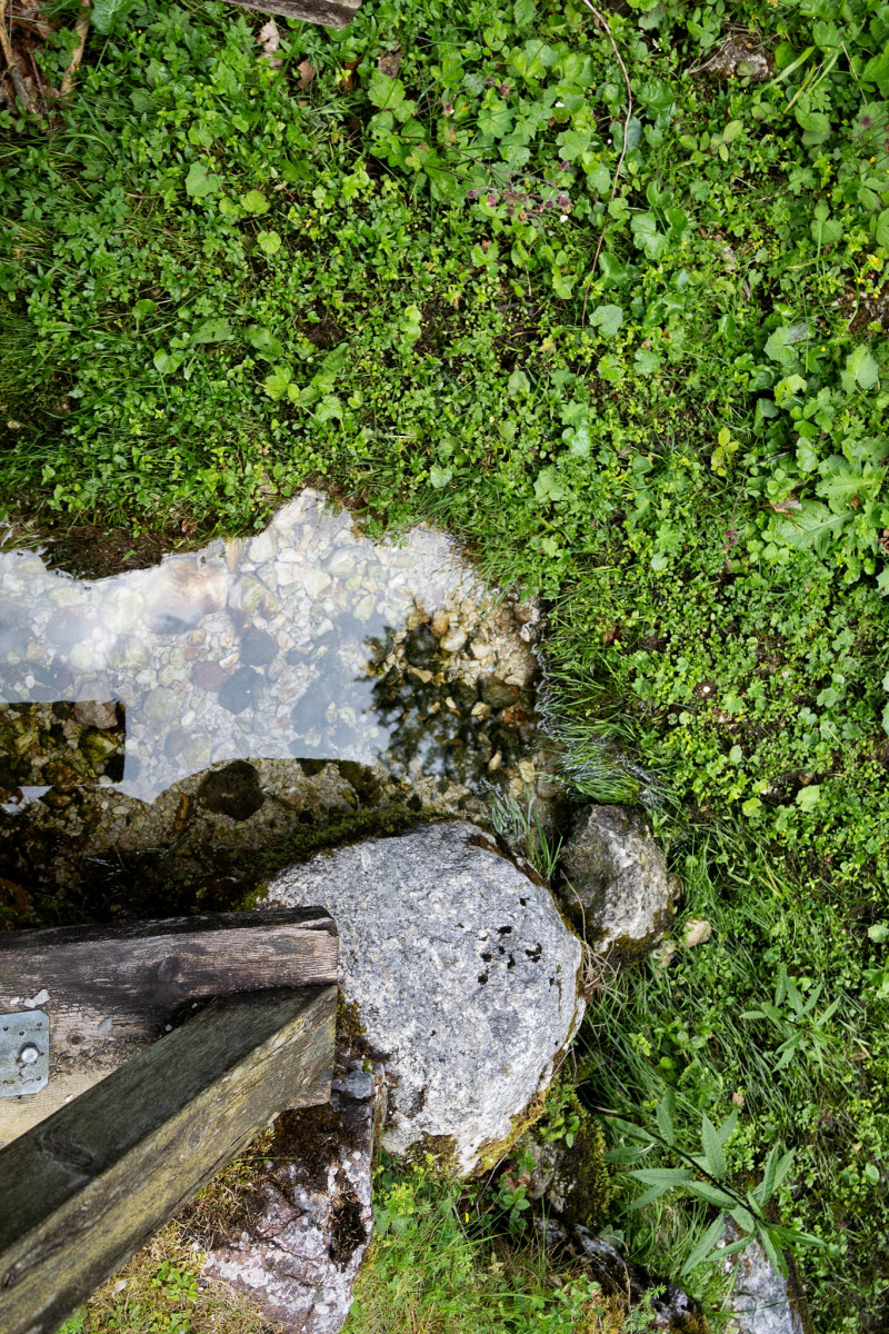 Was wächst am Bach?